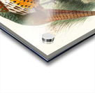 Phasianus mongolicus. 1872 Acrylic print