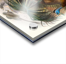 Argus giganteus. 1872 Acrylic print