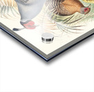 Euplocamus prælatus. 1872 Acrylic print