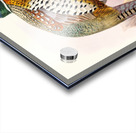 Phasianus formosanus. 1872 Acrylic print