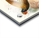 Phasianus insignis. 1872 Acrylic print