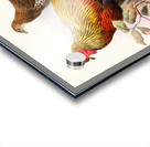 Gallus La-Fayettei. 1872 Acrylic print