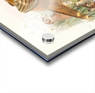 Phasianus colchicus. 1872 Acrylic print