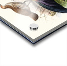 Gallus Sonneratii. 1872 Acrylic print