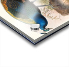 Pavo nigripennis. 1872 Acrylic print