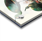 Pavo muticus. 1872 Acrylic print