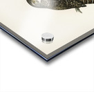 Glaucidium passerinum Acrylic print