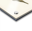 Locustella naevia Acrylic print