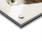 Tyto alba guttata owl Acrylic print