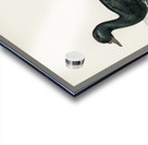 Somateria mollissima Acrylic print