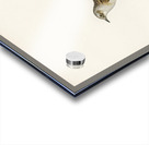 Prunella modularis Acrylic print