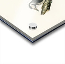 Dryobates minor Acrylic print