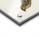 Pine Grosbeak male Pinicola enucleator Acrylic print