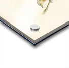 Aquatic warbler Acrocephalus aquaticus Acrylic print