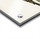 Eurasian skylark Alauda arvensis Acrylic print