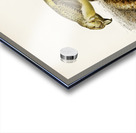 Parrot crossbill Loxia pytyopsittacus Acrylic print