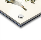 Parrot crossbill Loxia pytyopsittacus Acrylic print