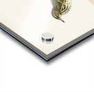 Water pipit Anthus spinoletta rupestris Acrylic print