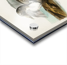 Eider Somateria mollissima Acrylic print