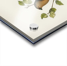 Eurasian Bullfinch Pyrrhula pyrrhula Acrylic print