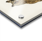 Asio otus owl Acrylic print