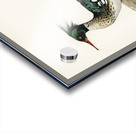 Mergus serrator Acrylic print