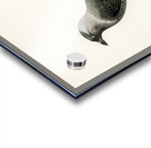 Coloeus monedula Acrylic print