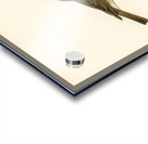 Thrush Nightingale Luscinia luscinia Acrylic print