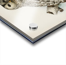 Strix uralensis ♀ Acrylic print