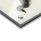 Somateria mollissima Acrylic print