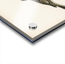 Somateria mollissima Acrylic print