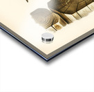 Picus canus ♂ Impression Acrylique