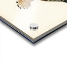 Upupa epops Acrylic print