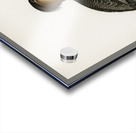 Mergus serrator Acrylic print