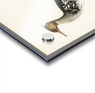 Mergus serrator Acrylic print