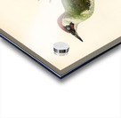 Picus viridis ♂ Acrylic print