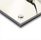 Long-tailed Duck male Harelda hyemalis Acrylic print