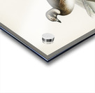 Long-tailed Duck Harelda hyemalis Acrylic print