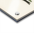 Riparia riparia Acrylic print