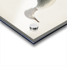 Mergus merganser Acrylic print