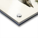 Pintail Anas acuta Acrylic print