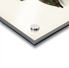 Ferruginous duck female Nyroca fuligule Acrylic print