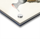 Dryocopus martius Acrylic print