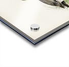 Eurasian wigeon Anasmereca penelope. Acrylic print