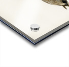 Gadwall Anas Chauelasmus Strepera Acrylic print