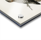 Merlin female Falco aesalon Acrylic print