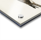 Hen Harrier female Circus cyaneus Acrylic print