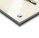 Black-capped chickadee Parus atricapillus Acrylic print