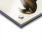 Golden Eagle Aquila chrysaetos Acrylic print