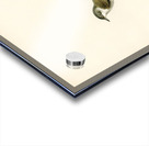 Sylvia curruca Lesser whitethroat Acrylic print